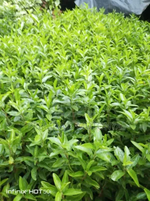 Keiapple Fence Seedlings