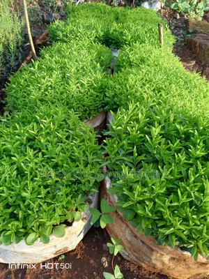 Keiapple Hedge Seedlings