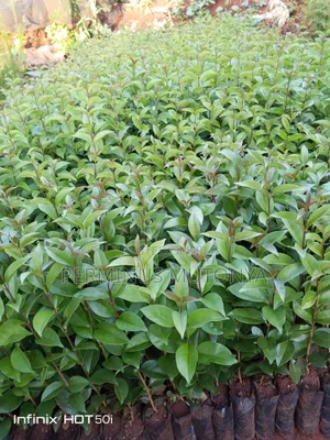 Japonica Hedge Seedlings