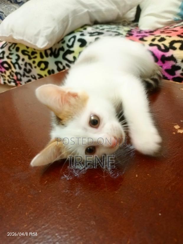 3-6 months Female Mixed Breed Cat