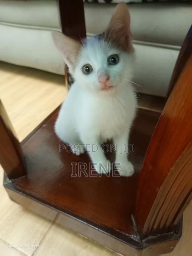 3-6 months Female Mixed Breed Cat - thumbnail 2