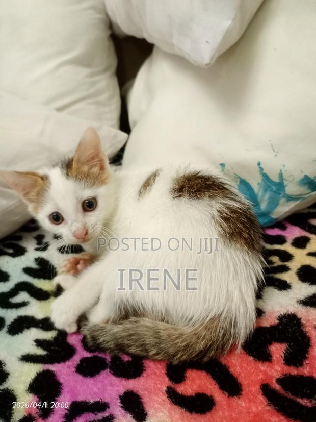 3-6 months Female Mixed Breed Cat - thumbnail 5