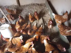 Layers Chicks