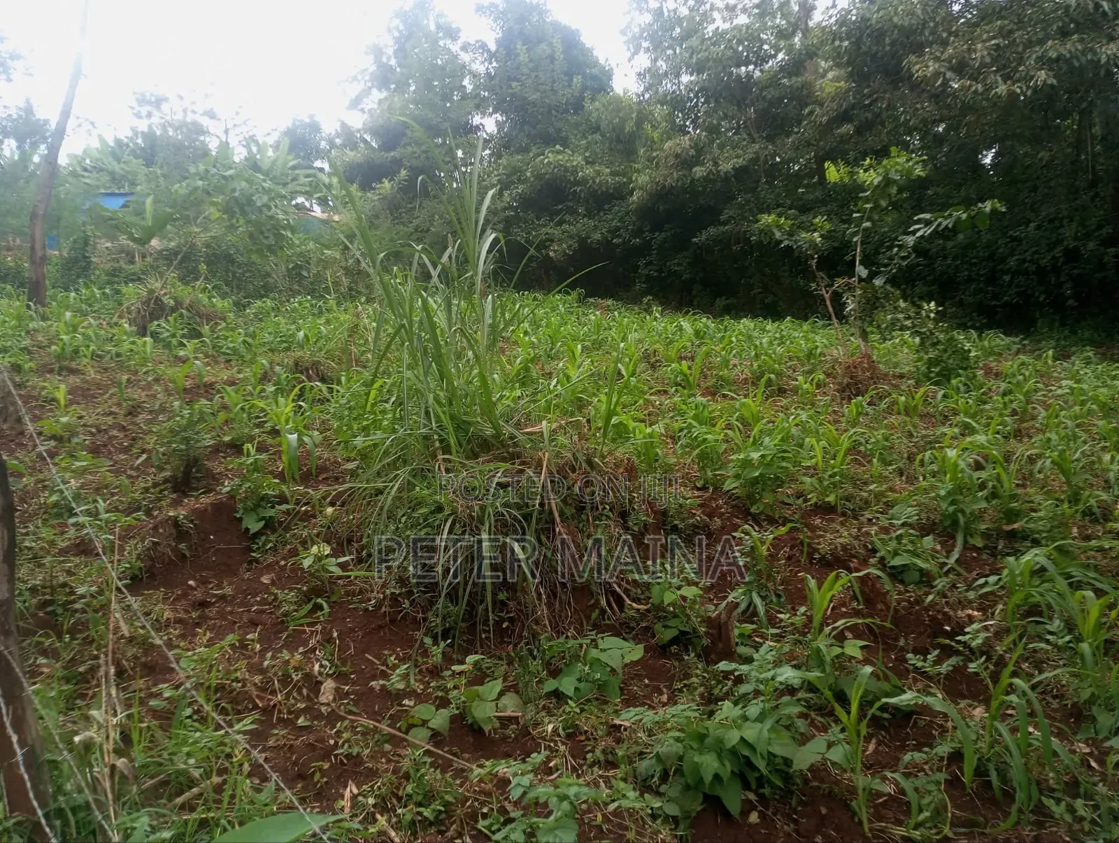 Plot for Sale 40 by 60 With Ready Title Deed Located in Gachie Kihara