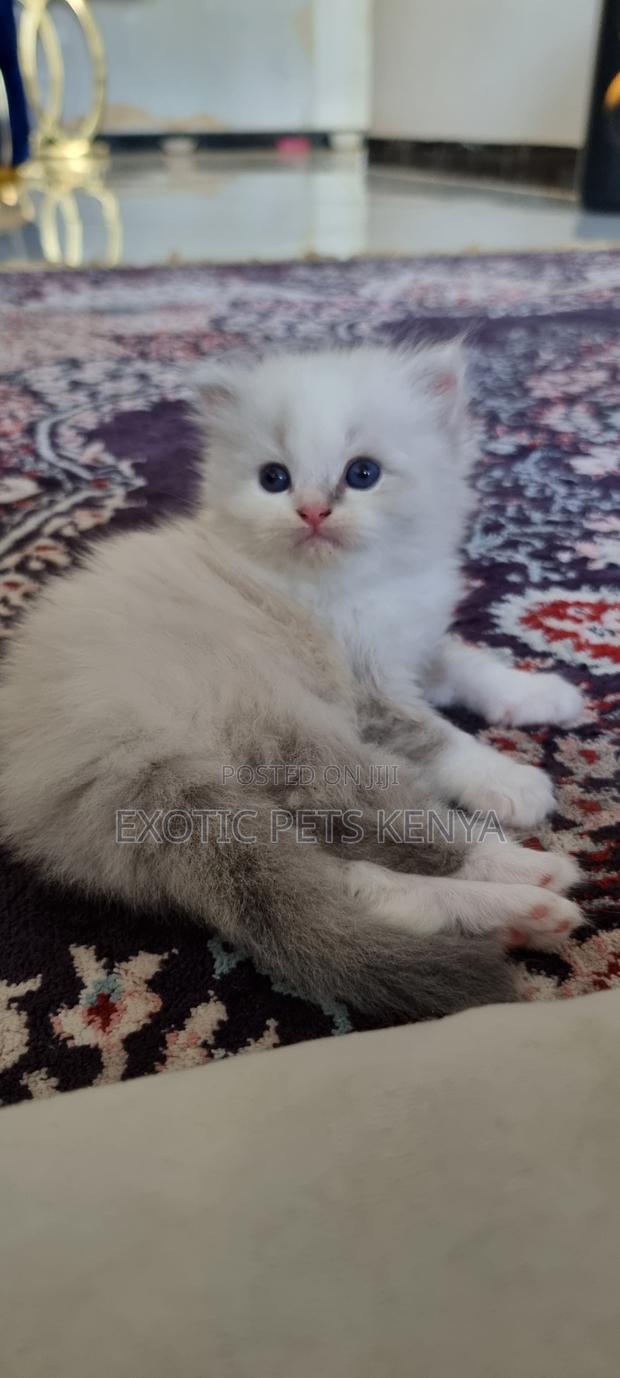 1-3 months Male Purebred Persian