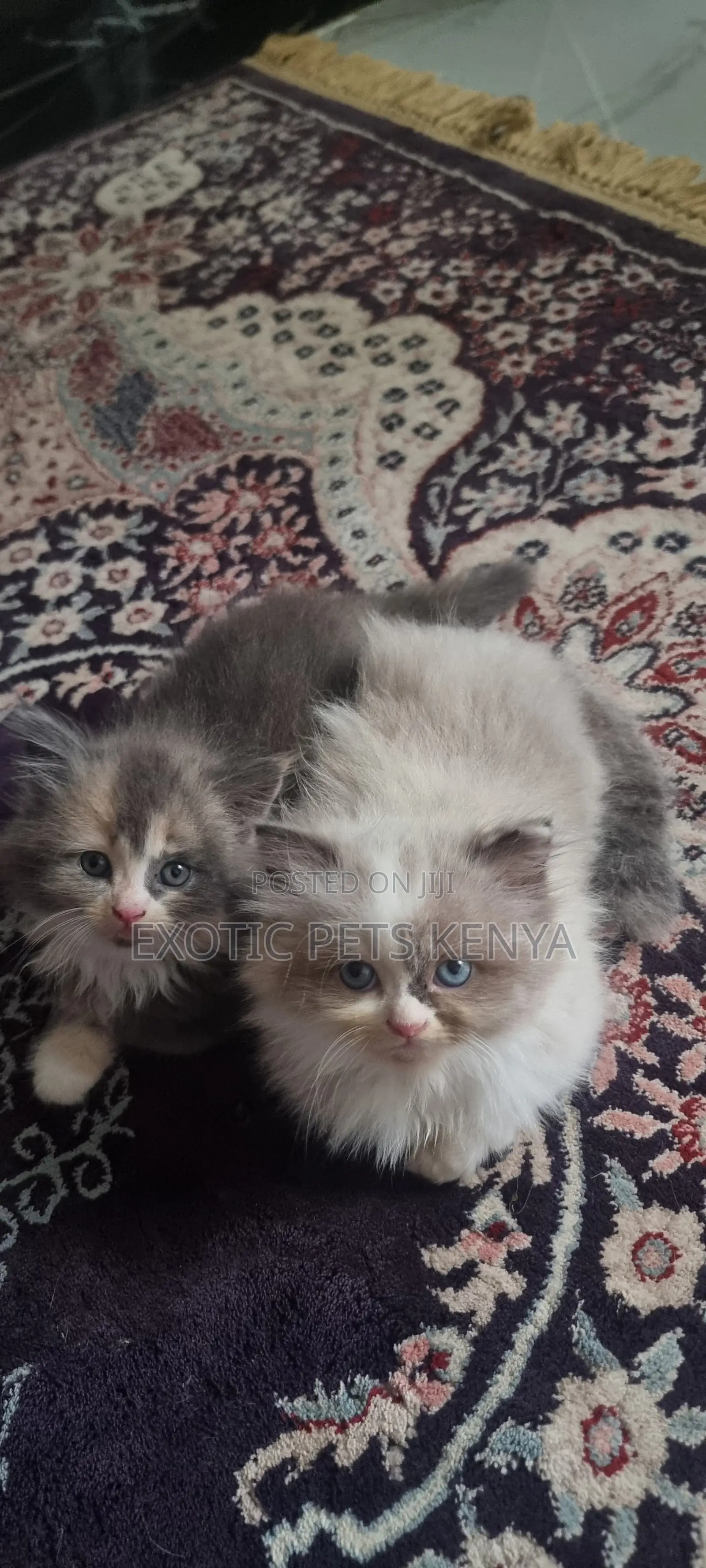 3-6 months Male Purebred Persian