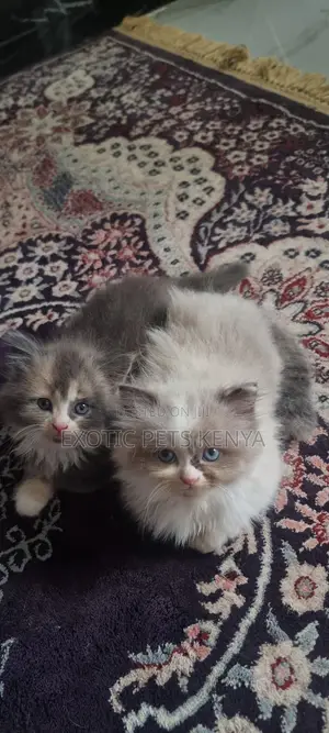 3-6 months Male Purebred Persian