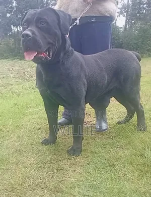 1+ year Male Purebred Boerboel