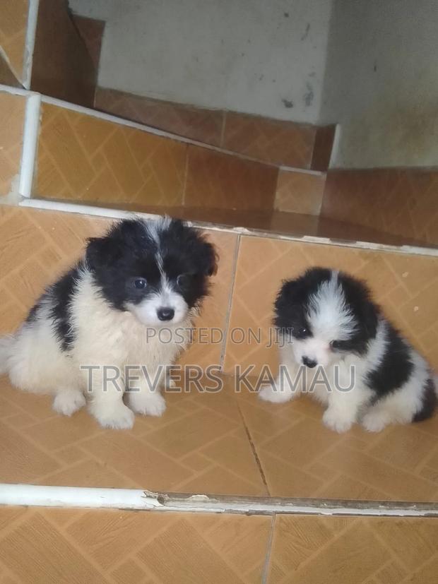 1-3 months Male Purebred Japanese Spitz