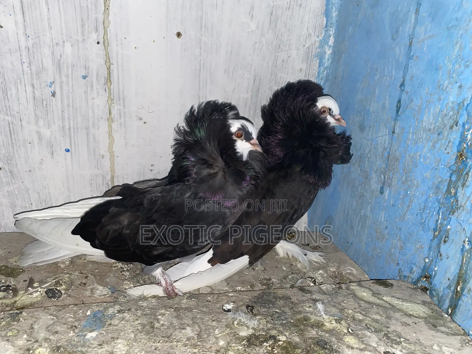 American Saint Pigeons