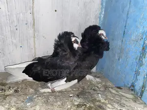 American Saint Pigeons