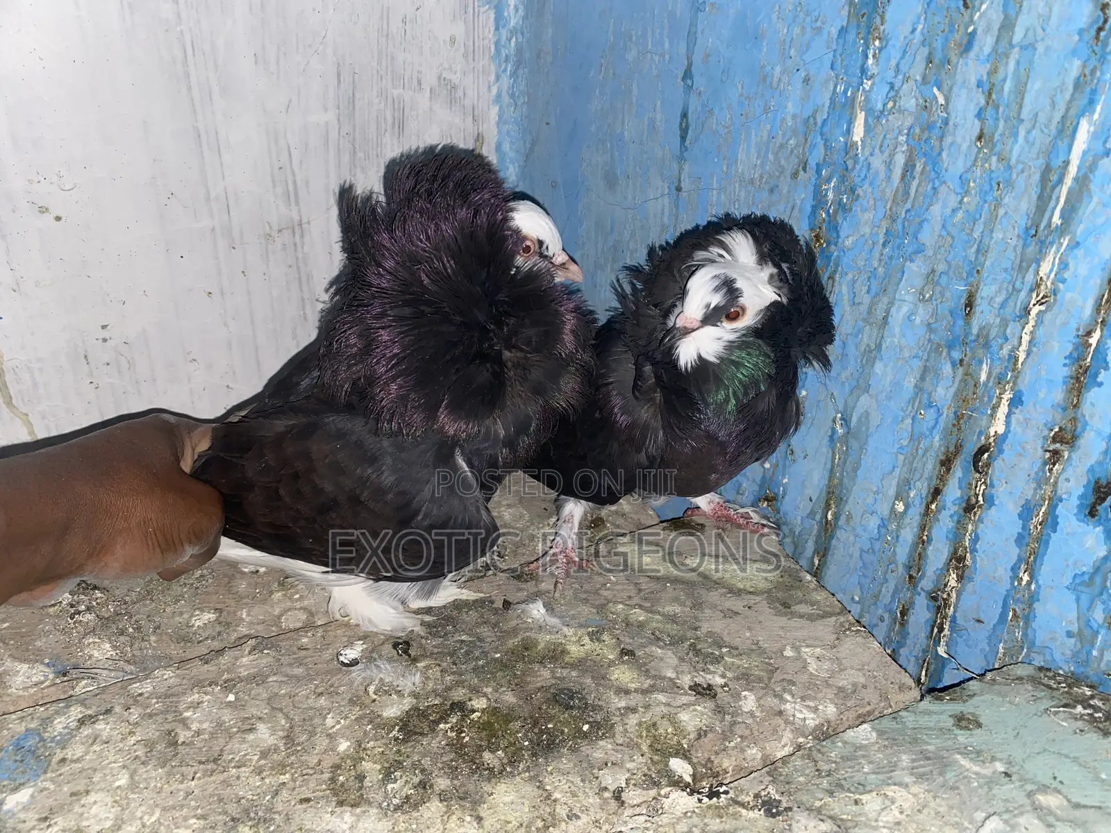 American Saint Pigeons