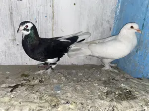 Jumbo White and Black Speed Booted