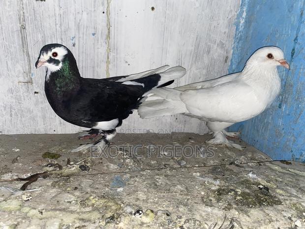 Jumbo White and Black Speed Booted - thumbnail 2