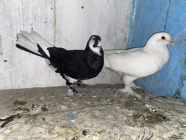 Jumbo White and Black Speed Booted - main view