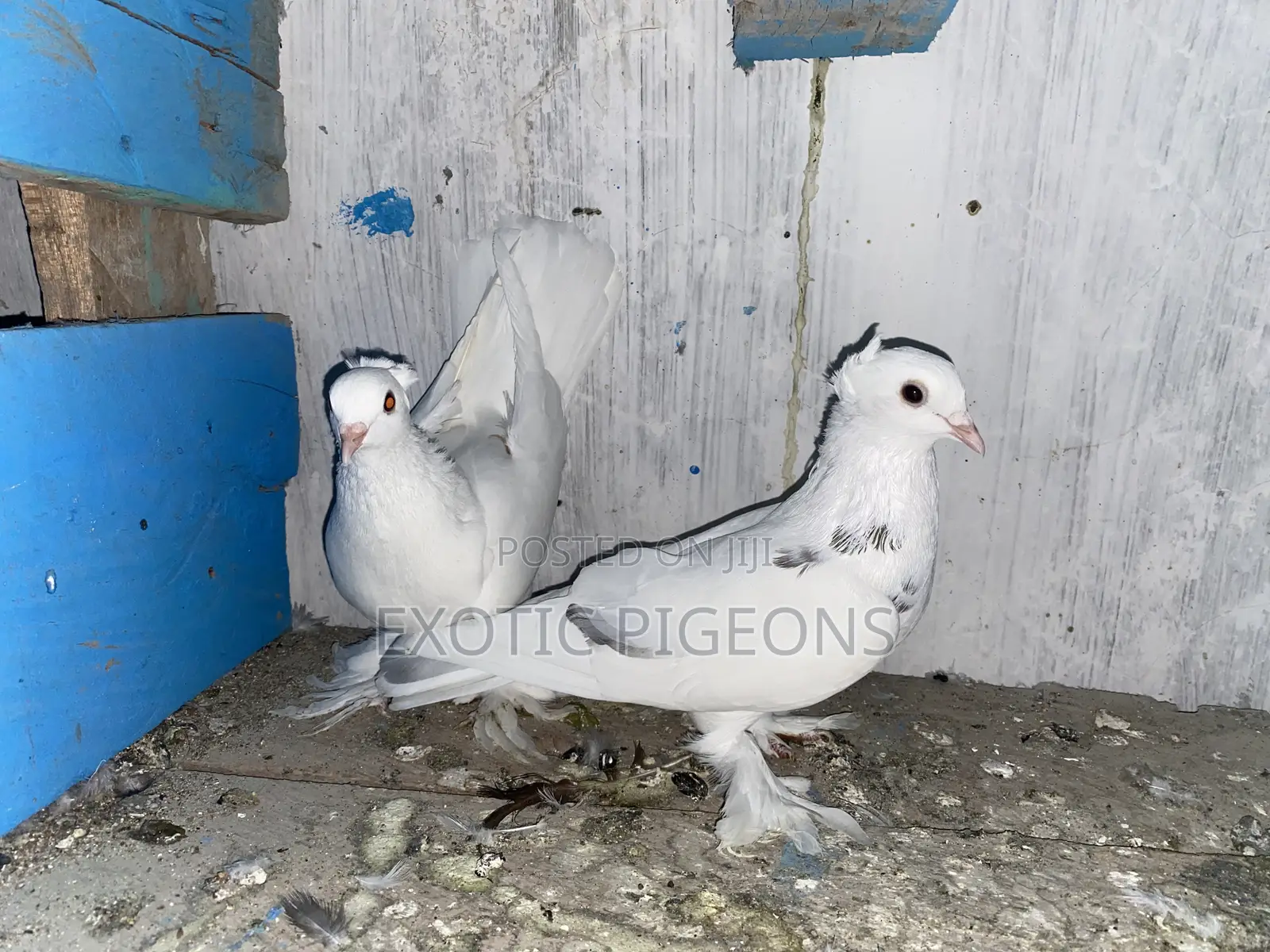 Red Dotted Hungarian Pigeon Pair