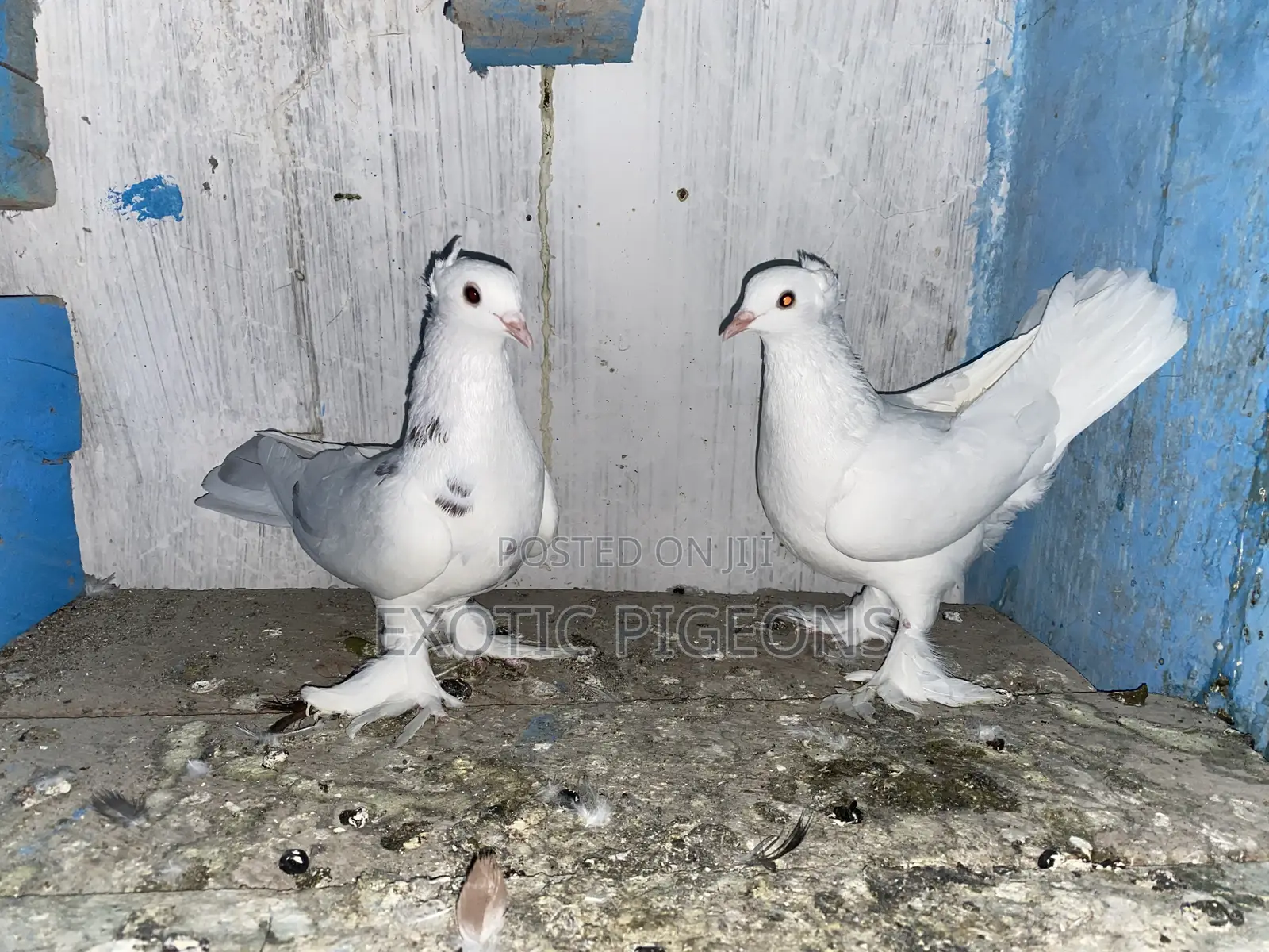 Red Dotted Hungarian Pigeon Pair