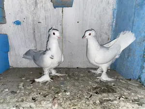 Red Dotted Hungarian Pigeon Pair