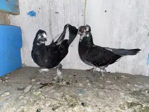 Black Shortbeak Pigeon Pair