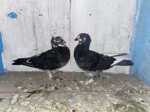 Black Shortbeak Pigeon Pair