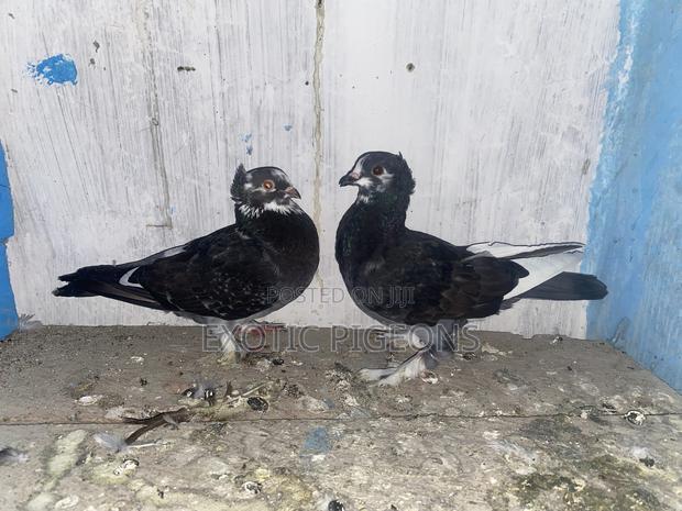 Black Shortbeak Pigeon Pair - thumbnail 2
