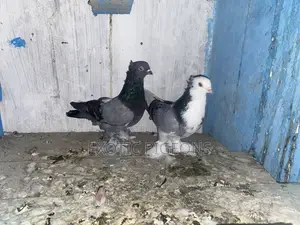 Blue Bar and White Head Shortbeak Pair