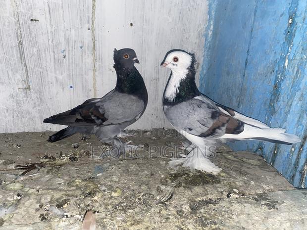 Blue Bar and White Head Shortbeak Pair - thumbnail 2