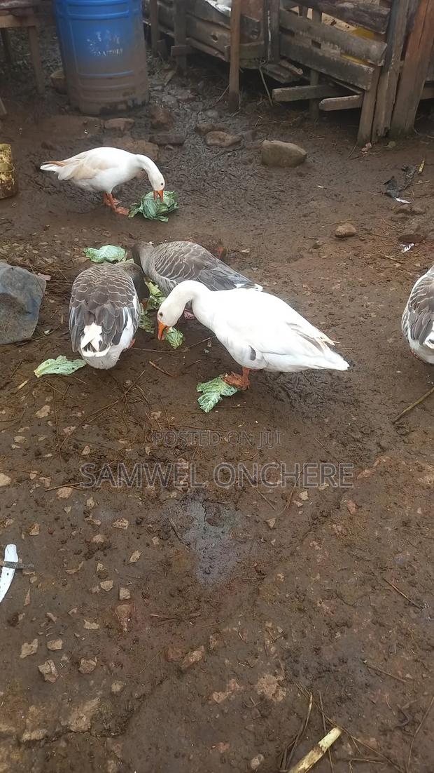 Domestic Geese