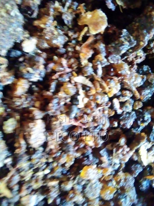 Opoponax Resin - thumbnail 3