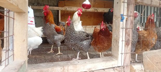 Improved Kienyeji Chicken