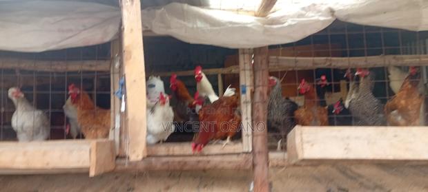 Improved Kienyeji Chicken - thumbnail 2