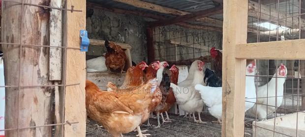 Improved Kienyeji Chicken - thumbnail 3