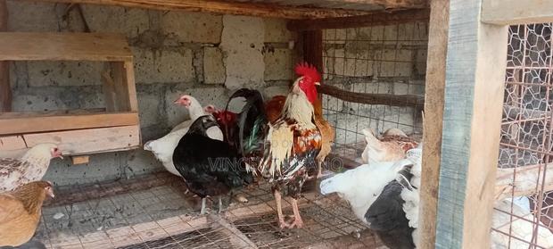 Improved Kienyeji Chicken - thumbnail 4