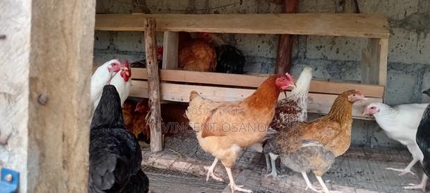 Improved Kienyeji Chicken - thumbnail 5
