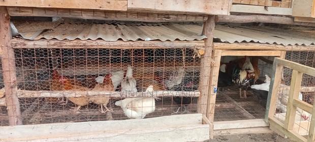 Improved Kienyeji Chicken - thumbnail 6