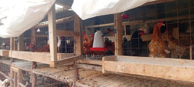 Improved Kienyeji Chicken - thumbnail 7
