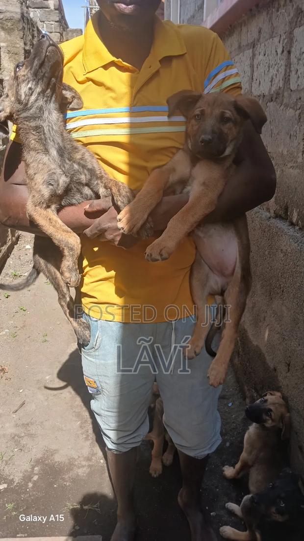 1-3 months Male Mixed Breed Boerboel