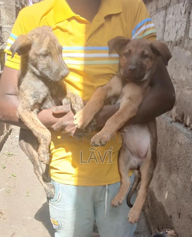 1-3 months Male Mixed Breed Boerboel - thumbnail 2