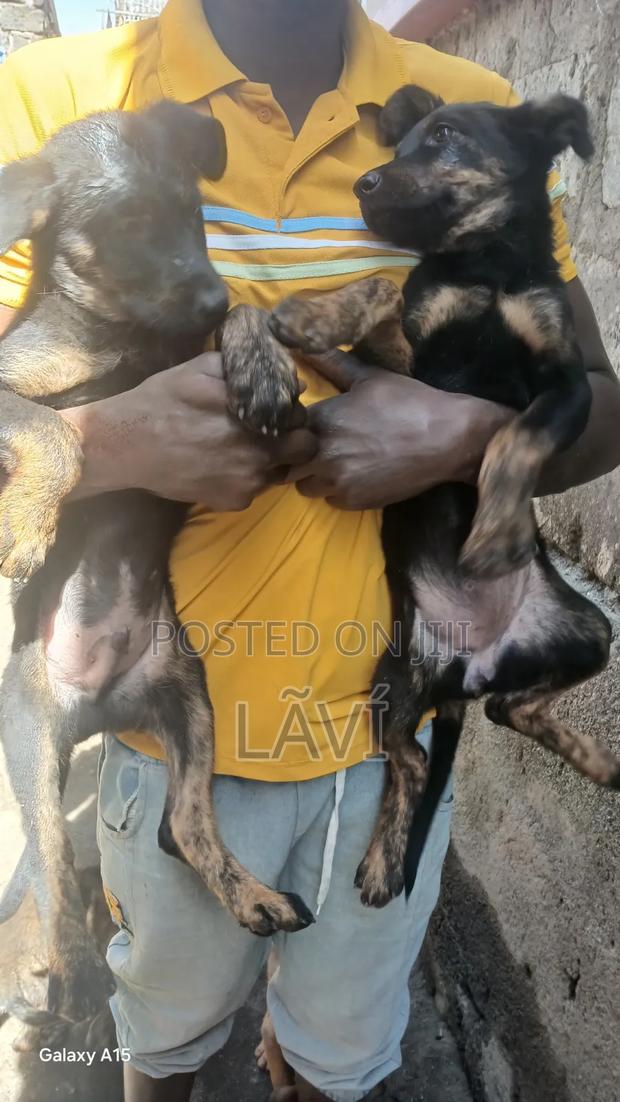1-3 months Male Mixed Breed Boerboel - thumbnail 3