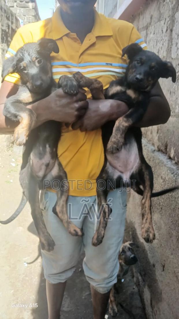 1-3 months Male Mixed Breed Boerboel - thumbnail 4