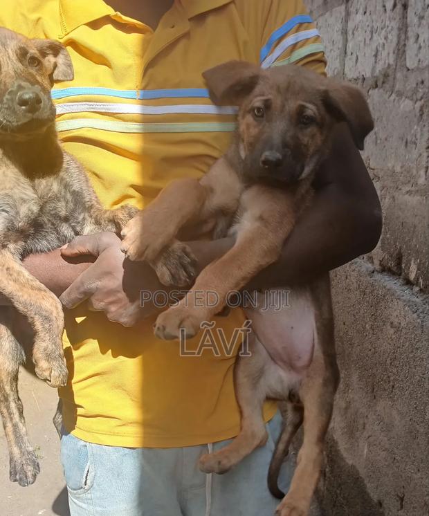 1-3 months Male Mixed Breed Boerboel - thumbnail 5