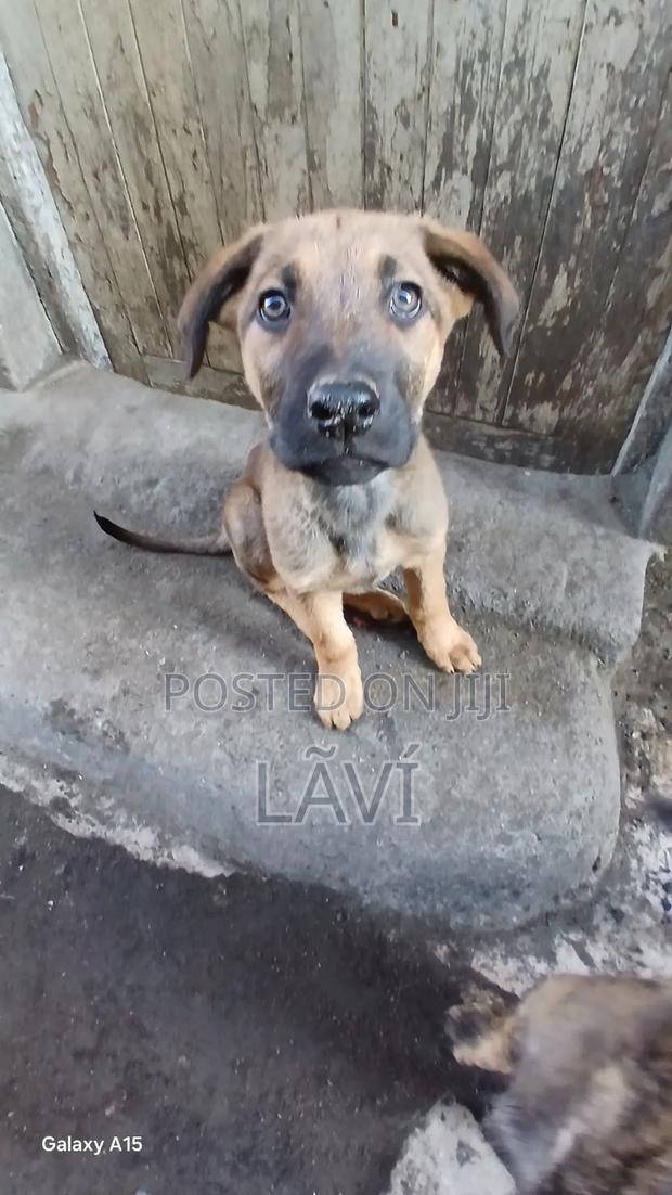1-3 months Male Mixed Breed Boerboel - thumbnail 7