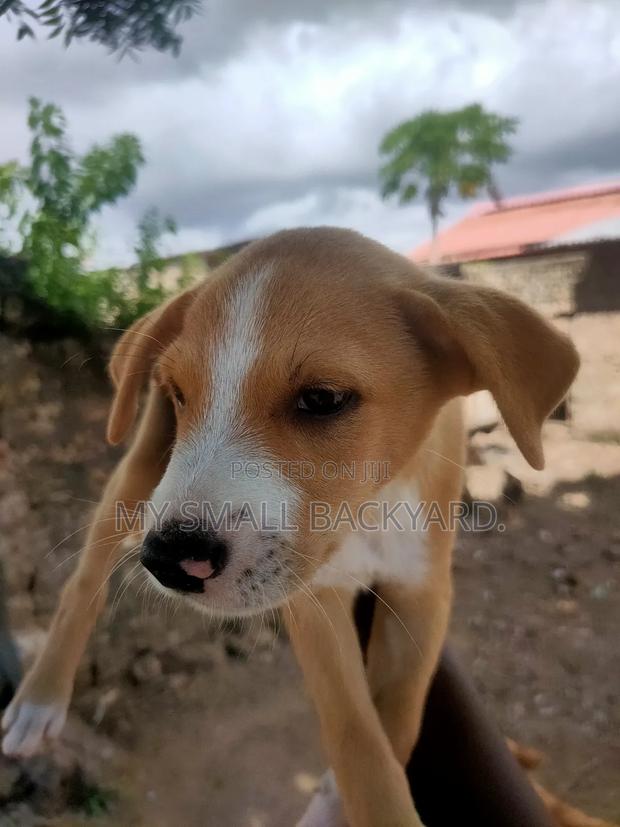 0-1 month Male Mixed Breed Dog - thumbnail 16