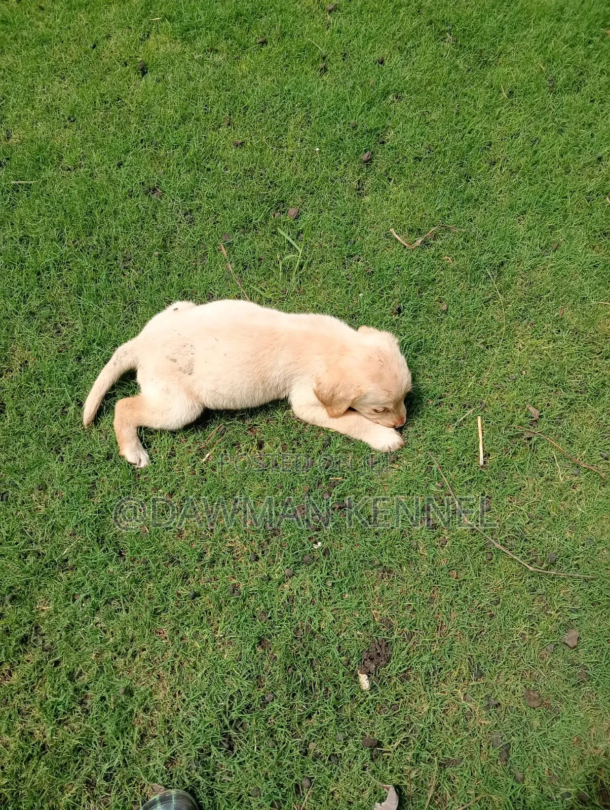 1-3 months Male Purebred Labrador Retriever