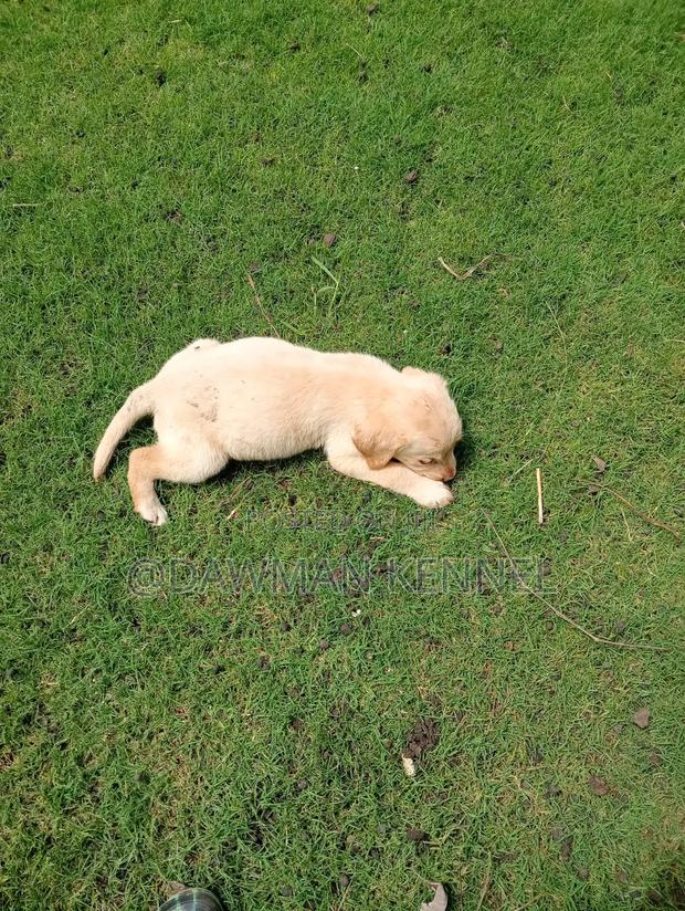 1-3 months Male Purebred Labrador Retriever