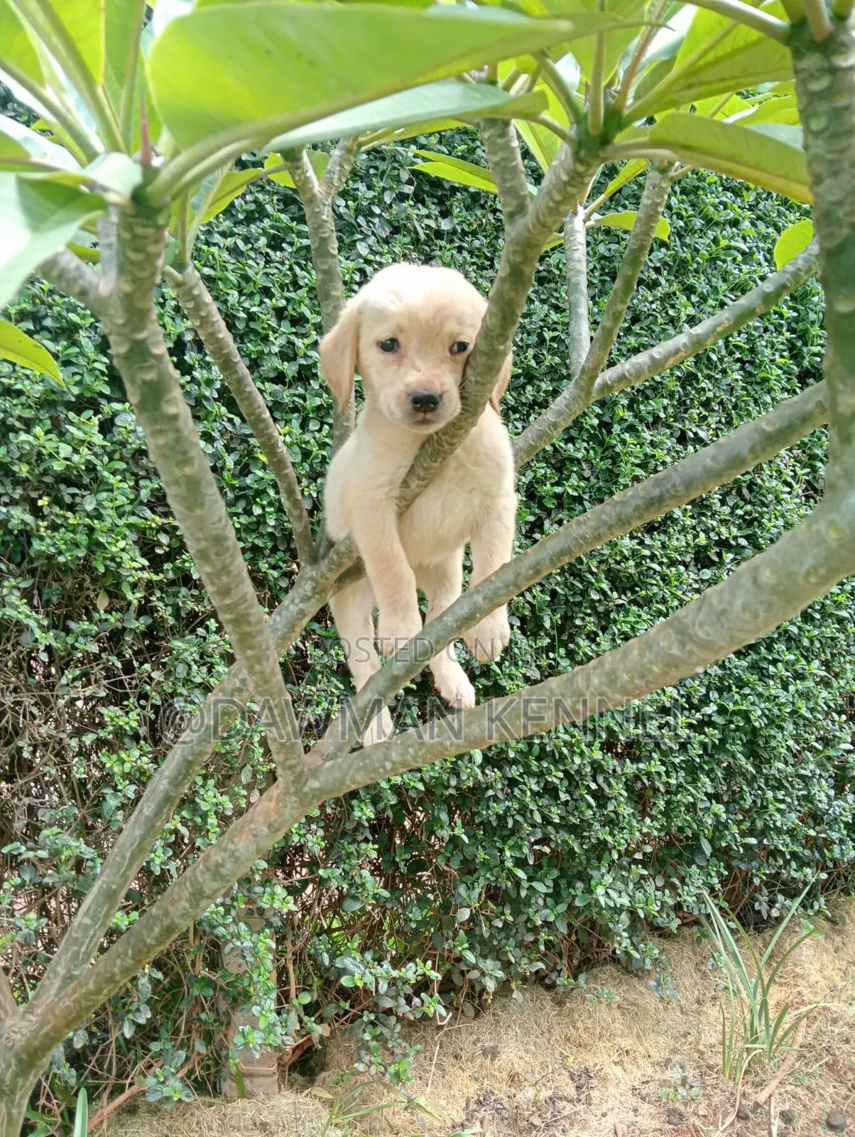 1-3 months Male Purebred Labrador Retriever