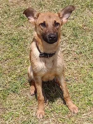 6-12 months Female Mixed Breed Belgian Malinois