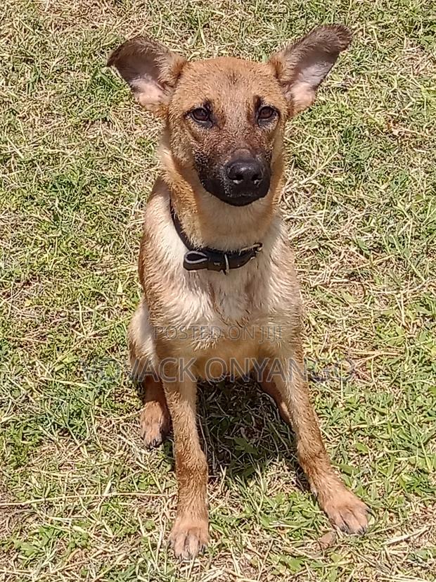 6-12 months Female Mixed Breed Belgian Malinois