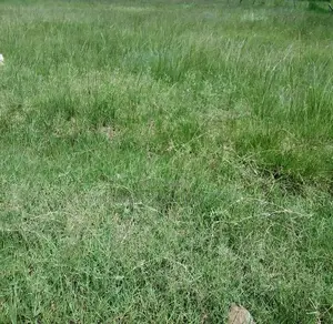 100 Acres for Sale in Kipeto Kiserian Ready for Subdivision, Farming