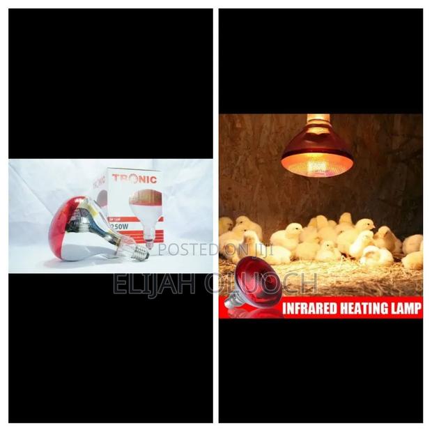 Chicken Bulb - thumbnail 2